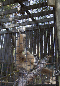 拉尔吉本荒野濒危雨林猿猴活力白手动物野生动物热带人猿图片