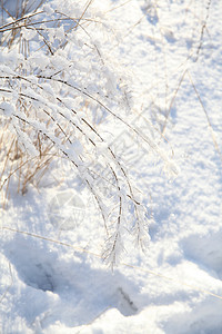 雪树枝木头植物天气寒意冻结季节寒冷季节性白色图片