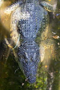 水上鳄鱼的图像 野兽图片