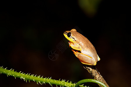 小黄树青蛙 来自野人家族的麦当劳异国野生动物丛林叶子动物国家动物群热带斑点荒野图片