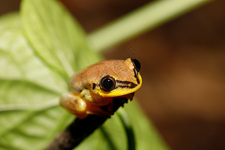 小黄树青蛙 来自野人家族的麦当劳生态公园眼睛植物斑点芦苇森林荒野国家宏观图片