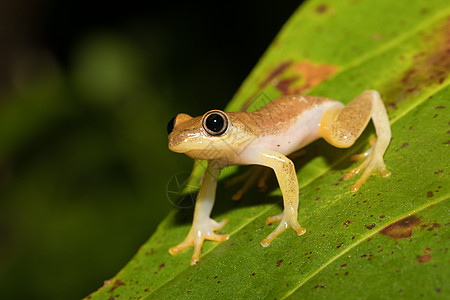 小黄树青蛙 来自野人家族的麦当劳生态动物群异国国家公园情调植物荒野热带动物图片