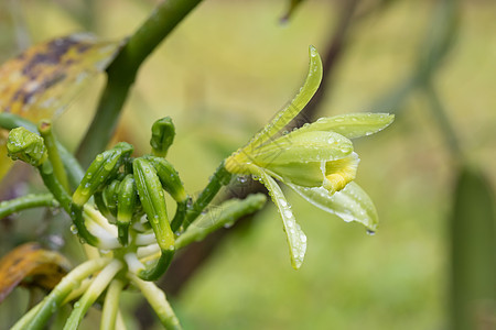 香草植物花的特写 疯人院种植园热带农业植物学魔法卷须植物群格式叶子豆荚图片