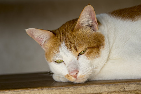 一只可爱的猫 宠物动物蓝色眼睛广告红色说谎小猫猫咪工作室相机哺乳动物图片