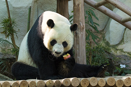 大自然背景的熊猫图像 野兽婴儿旅行木头森林毛皮濒危动物园热带危害树木图片