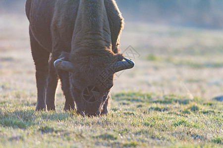 牛风景旅游喇叭森林公园哺乳动物野牛摄影野生动物牛角图片