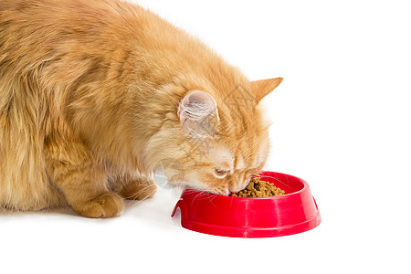 红猫 吃红碗里的干猫食猫粮颗粒状护理干粮食物形式营养宠物营养素动物图片