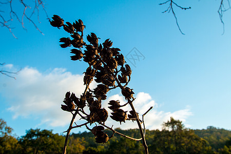 树枝天空背景树叶艺术花瓣分支机构森林旅行叶子花园木头植物图片