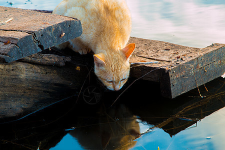 猫猫玩海滨宠物动物纸板滴水牛奶飞溅猫科动物眼睛危险盒子图片