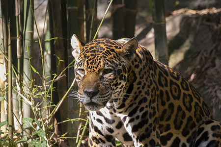 野生动物 关于自然背景的美洲豹图像危险猫科环境公园豹属捕食者毛皮荒野丛林哺乳动物图片