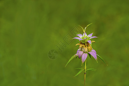 斑点蜜蜂平衡摩纳哥punctata数控草本植物播种香蜂草点状图片