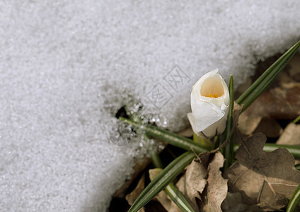 雪中花朵草地阳光花瓣植物生存投标花园生长季节植物群图片