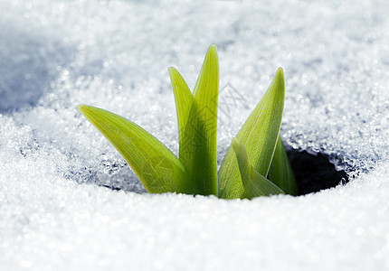 雪中的鳄鱼叶植物群投标草地红花阳光生长生存植物季节花园图片