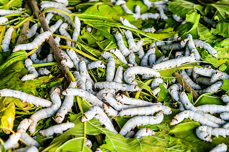 草莓叶上的丝虫织物养蚕业纤维叶子食物幼虫文化生产动物材料图片