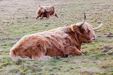 苏格兰山丘中著名的长发牛毛毛毛毛的长头发牛 仰赖着麦地丘陵交换牛角高地草地头发旅游小岛牛肉农场图片