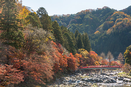 古兰经 森林秋季公园名古屋文化风景游客旅游世界旅行红叶观光树木光洋图片