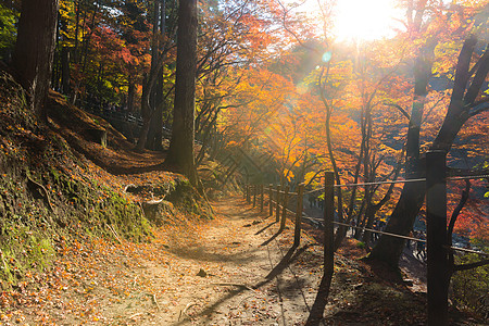 古兰经 森林秋季公园名古屋光洋木头游客旅游风景花园乡村观光世界地标图片