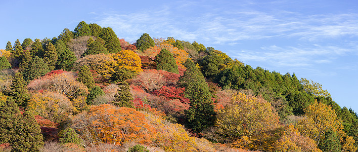 古兰经 森林秋季公园名古屋观光光洋红叶风景树木文化旅游游客旅行地标图片