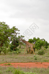 草原里的吉拉菲环境动物荒野太阳假期哺乳动物野生动物脖子国家旅行图片