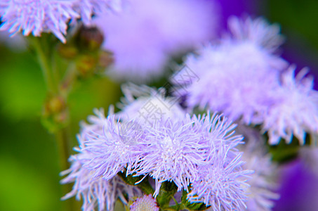 蓝花花或蓝明 蓝草 猫脚 墨西哥印斯布鲁克的画笔花瓣牙线蓝貂植物公园花朵孢子花粉植物群植物园图片