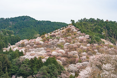 吉野山的樱花开花 日本春地娜拉花园场景植物农村季节花朵公吨叶子地标石磨图片