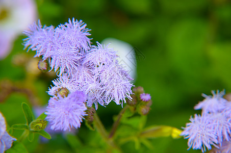 蓝花花或蓝明 蓝草 猫脚 墨西哥印斯布鲁克的画笔蓝色花园牙线花朵菊科植物园叶子紫色蓝貂公园图片