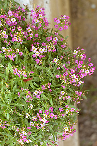 美丽的粉红色花朵背景植物植物学花瓣紫色公园场地墙纸生活植物群花园图片