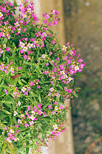 美丽的粉红色花朵背景场地公园花园紫丁香园艺季节植物植物群宏观自然图片