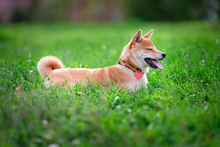 一个年轻的安息日嘴巴褐色主题听力哺乳动物犬类家畜脊椎动物眼睛宠物图片