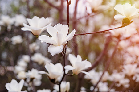 春天公园露天外花生的马格诺利亚树花枝玉兰植物学蓝色框架季节花朵快乐植物公园图片