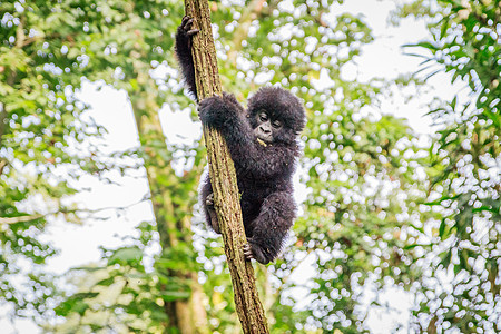 山婴大猩猩在树上玩耍大猿国家假期灵长类山地婴儿哺乳动物人猿旅行荒野图片