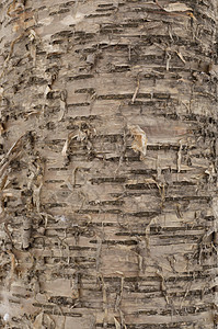 黄桦树皮抽象特写图片