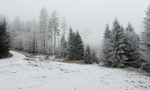 有雪的冬季森林风暴魔法场景树木公园白色薄雾蓝色季节冻结图片