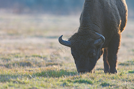 牛摄影国家草原野生动物奶牛农场灭绝男性野牛旅行图片