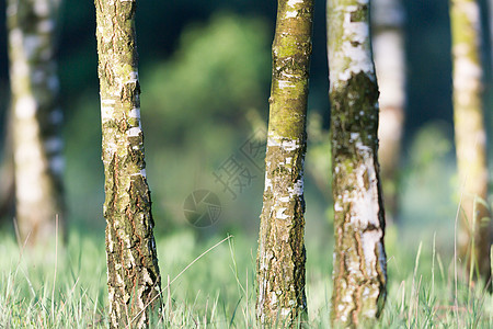 树木树生态场景叶子森林公园阳光草地农村环境晴天图片