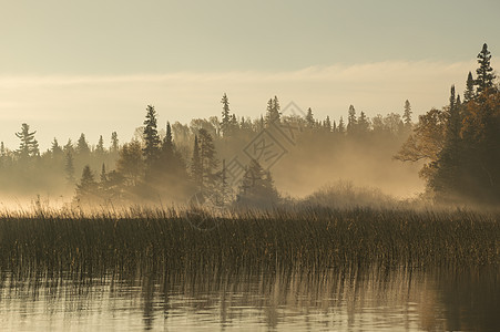 北安大略河的黎明森林环境树木涟漪湖岸荒野针叶反射针叶树剪影图片