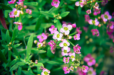 美丽的粉红色花朵背景植物学植物花瓣花园紫色季节紫丁香场地生活园艺图片