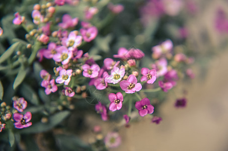 美丽的粉红色花朵背景植物学花瓣植物季节花园宏观生活紫色紫丁香场地图片