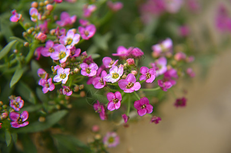 美丽的粉红色花朵背景园艺季节紫色花园自然公园宏观生活紫丁香植物图片