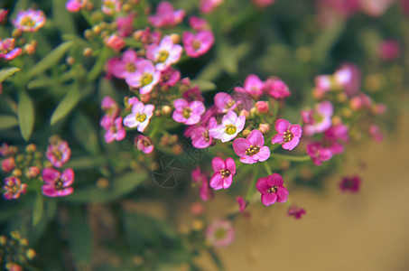美丽的粉红色花朵背景季节植物学公园植物场地园艺宏观自然墙纸紫色图片