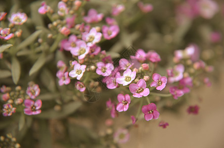 美丽的粉红色花朵背景紫色季节植物公园花园场地墙纸植物群园艺生活图片