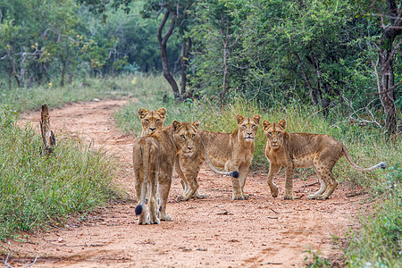 主演相机的四头幼狮 动物 猫 野生 狮子 野生动物 自然 猫科动物 食肉动物 非洲 危险 利奥 大 徒步旅行队 国王 猎人 危险图片