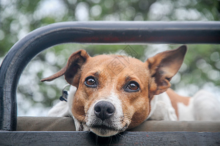 Jack Russel主演摄影机伴侣哺乳动物捕食者生物家畜脊椎动物动物犬类主题猎犬图片