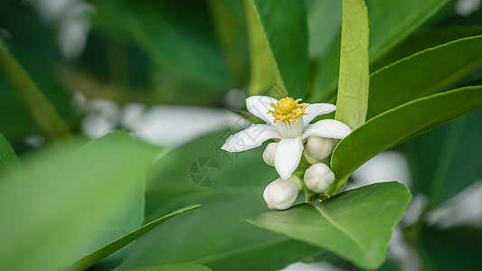 细细的花朵开花植物植物群雌蕊季节果园草本植物叶子柠檬花园橙子图片