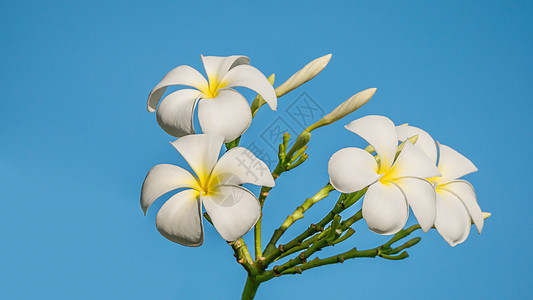 白花花白色蓝色花园热带植物鸡蛋花团体黄色天空花瓣图片