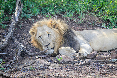 雄狮躺在沙子里猫科环境野生动物荒野动物园危险丛林大猫毛皮领导者图片