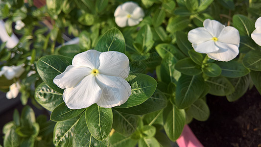 加泰罗兰特胡斯玫瑰花花卉盆栽灯泡园艺装饰品野花热带花束天气植物图片