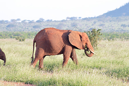 红象放牧图片