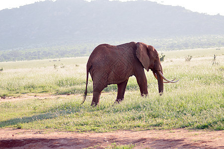 大象在草原上行走图片