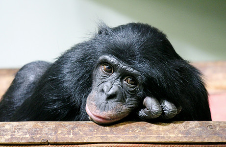 黑猩猩 Pan 地球灵长类动物宠物刚果白色平底锅哺乳动物人科脊椎动物穴居图片